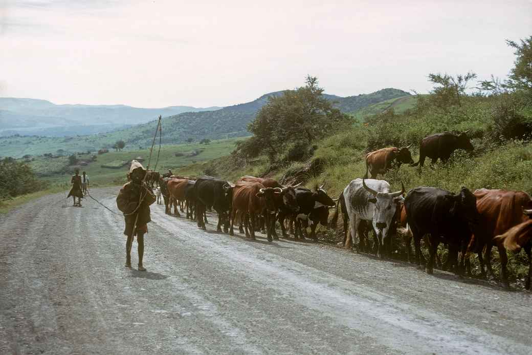 cattle herding trips